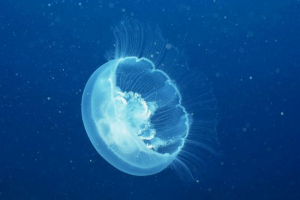 Meduza je stigla do saratovske regije Meduza je stigla do saratovske regije